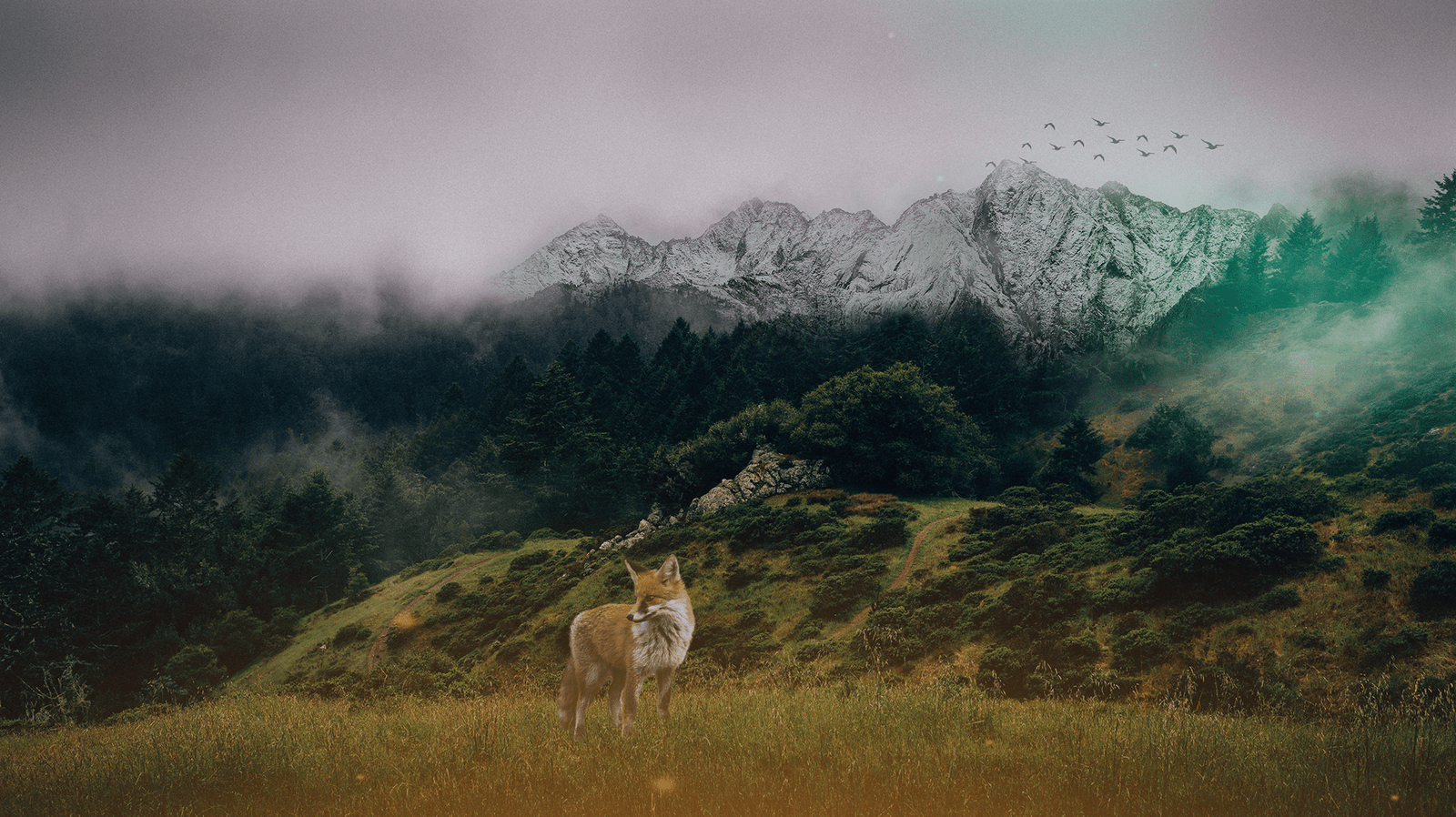 Visual Effects Integration in Live Action